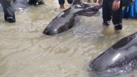 by Luh De Suriyani Indonesian officials have announced their findings into the cause of the mass stranding and death of 52 short-finned pilot whales earlier this year. They cited inflammation in the alpha whale’s echolocation organ as the cause of […]