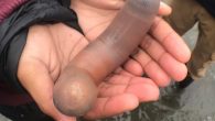 ABD’nin San Francisco eyaletinde deniz resmen alt üst oldu. Binlerce ‘penis balığı’ kıyıya vurdu. Aslında deniz solucanı olan ve kumun içine yaşayan bu canılar sahip oldukları şekil nedeniyle ‘penis balığı’ olarak anılıyor. ABD’de binlerce ‘penis balığı’ kıyıya vurdu. ABD’nin Kaliforniya […]