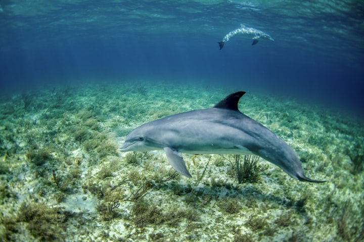 Bottlenose dolphins are smart, social, and apparently… pee tasters? Scientists