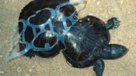 İnsan sağlığı ve çevre üzerinde büyük risk oluşturan plastik krizi şiddetlenirken plastik endüstrisi, önümüzdeki 20 yılda plastik üretimini üç kat artırmayı planlıyor. Ancak bu hedefi tehlikeye sokan bir gelişme var: Müzakereleri devam eden Plastik Anlaşması. 2024’te Güney Kore’de gerçekleşen müzakereler, […]