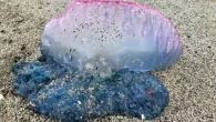 Portuguese man ‘o war (Photo: Roly Stimson/MCS) The Marine Conservation Society (MCS) has released its annual Wildlife Sightings report to mark World Jellyfish Day on Sunday, 3 November.   The wildlife sightings project gathers reports from UK and Irish waters of jellyfish and […]