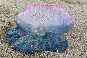 Portuguese man ‘o war (Photo: Roly Stimson/MCS) The Marine Conservation Society