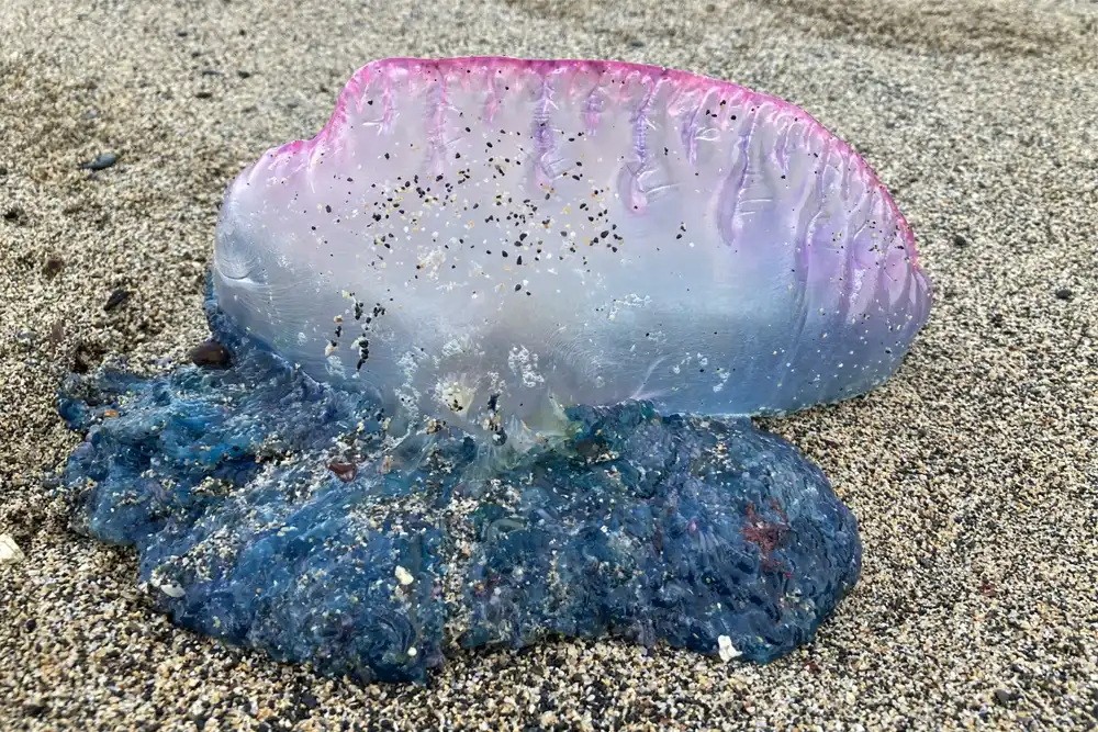 Portuguese man ‘o war (Photo: Roly Stimson/MCS) The Marine Conservation Society