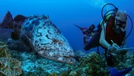Protecting dive sites could increase the size of the biomass – and the size of the fish. (Photo: Manu San Félix/Pristine Seas) A new study has highlighted the positive effects of turning the world’s most popular scuba diving sites into […]