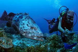 Protecting dive sites could increase the size of the biomass