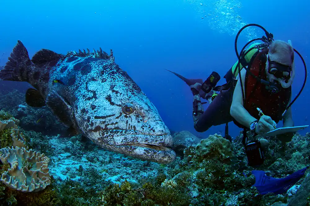 Protecting dive sites could increase the size of the biomass