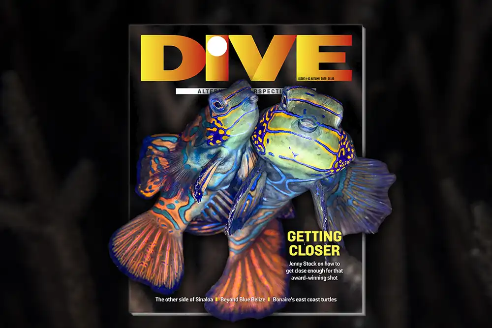 Issue # 43: Alternative perspectives DIVE’s Autumn ’26 magazine is