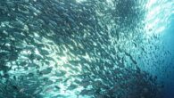 Marine protected areas are a portal into the ocean’s past—and its changing future By Patrick Webster It’s early and I’m cold. A wetsuit never really dries this time of year, drenched as it gets by the enthusiastic marine layer that […]
