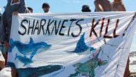 Scout Wallen A new report into the effectiveness of shark nets has prompted member for Ballina, Tamara Smith, to call for the removal of all NSW shark nets. Ms Smith referred to the shark net program as an ‘abject failure’, […]