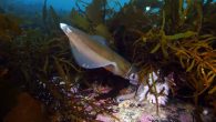 By Adam Holmes A group advocating for more marine protection areas is disappointed that discussion on the issue quickly deteriorated once again, saying the Greens lacked enough detail in their policy, and the Liberals were being misleading. Mike Jacques, who […]