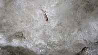 By Kurtis Alexander Millions of young salmon raised at fish hatcheries in the Central Valley will be trucked to San Francisco Bay and other coastal sites for release, because the rivers they’d normally travel to get to the ocean are […]