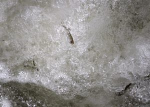 By Kurtis Alexander Millions of young salmon raised at fish