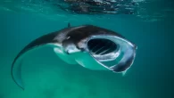 Reef manta rays (Mobula alfredi) are classed as Vulnerable to extinction (Photo: Richard Smith) A new study finds that overfishing has caused populations of sharks, rays and chimaeras to decline by half since 1970. By Mark ‘Crowley’ Russell A new […]