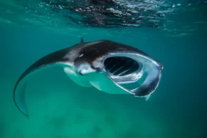 Reef manta rays (Mobula alfredi) are classed as Vulnerable to