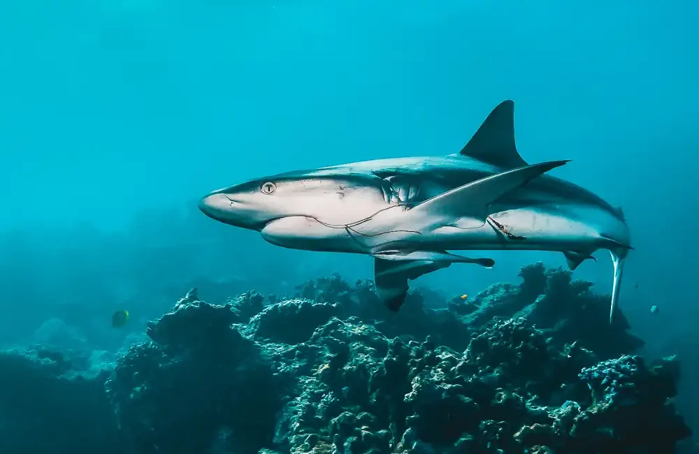 By Mark ‘Crowley’ Russell A new shark repellent fishing hook