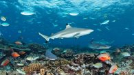 By Brooke Morton If you’ve heard anything about the “30 by 30” global initiative, you know how ambitious it sounds: A consortium of 196 countries have pledged to protect at least 30 percent of the global ocean by 2030. Bold, […]