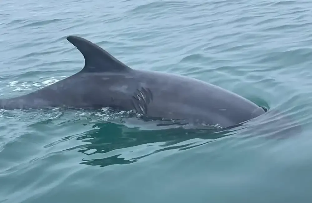 Swimmers encountering a wild bottlenose dolphin in waters off the