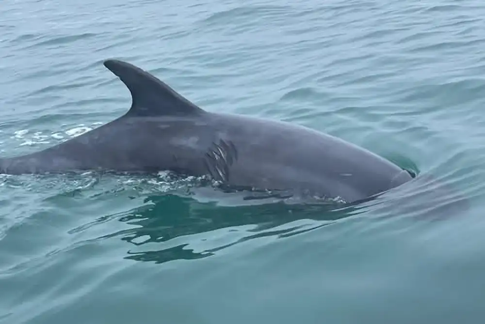 Swimmers encountering a wild bottlenose dolphin in waters off the