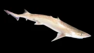 A specimen of spotted estuary smoothhound – aka ‘rig’ (Original photo: Arnim Littek/Wikimedia Commons) A new study has documented what is thought to be the first case of sound production by a species of shark, after scientists observed specimens of […]