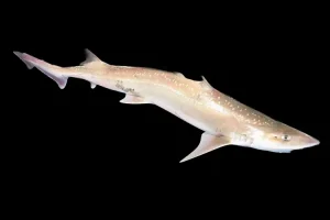 A specimen of spotted estuary smoothhound – aka ‘rig’ (Original