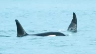Two orcas known as ‘Ripple’ and ‘Bent Tip’ photographed in Australian waters (Photo: Karl Bromelow/Reeves et al) By Mark ‘Crowley’ Russell Orcas – also known as killer whales – have been documented preying on great white sharks in South Africa […]