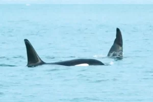 Two orcas known as ‘Ripple’ and ‘Bent Tip’ photographed in