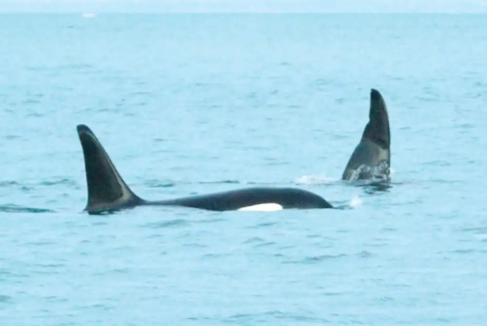 Two orcas known as ‘Ripple’ and ‘Bent Tip’ photographed in