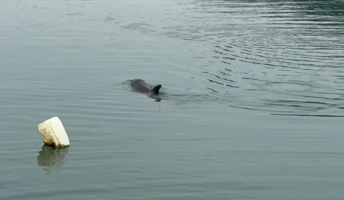 Zonguldak’ın Alaplı ilçesindeki balıkçı limanında yaklaşık bir haftadır denize açılmaya