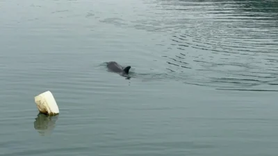 Zonguldak’ın Alaplı ilçesindeki balıkçı limanında yaklaşık bir haftadır denize açılmaya