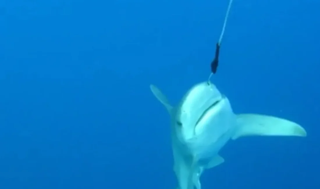 Camgöz köpek balığını dalgıçlar kurtardı Sanayi dalgıcı Ali Kılıç, Sıçan Adası açıklarında su altı petrol