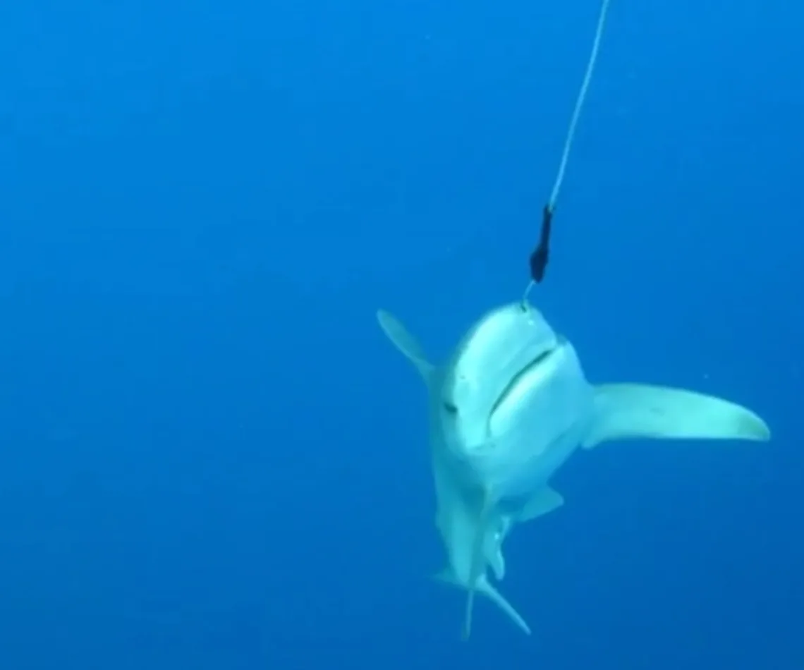 Sanayi dalgıcı Ali Kılıç, Sıçan Adası açıklarında su altı petrol