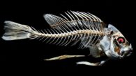 By Bram ‘Crowley’ Stoker There are plenty of weird and scary, strange-looking fish and critters underwater that – even if they’re perfectly harmless – most people wouldn’t want to meet, especially on a night dive, when you’ve become separated from your buddy, […]