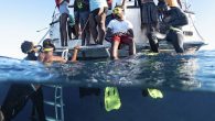 By Jillian Morris Over the last decade, Sharks4Kids has visited schools in 15 countries and 16 U.S. states, teaching students about sharks and conservation. But our real impact is made during our field trips. We take Bahamian middle and high […]