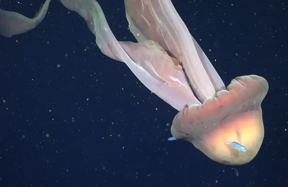 A deep-sea research expedition led by Argentine researchers aboard the