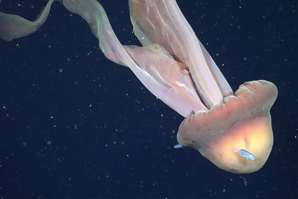 Argentina’s deep sea revealed as biodiversity hotspot after landmark expedition A deep-sea research expedition led by Argentine researchers aboard the