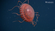 The blood-red creature lives in the ocean’s midnight zone. By Tiffany Duong Researchers have discovered a new species of crown jelly in the depths of Monterey Bay. They believe the jelly could populate other waters as well. Jellies of the […]