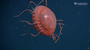 The blood-red creature lives in the ocean’s midnight zone. By
