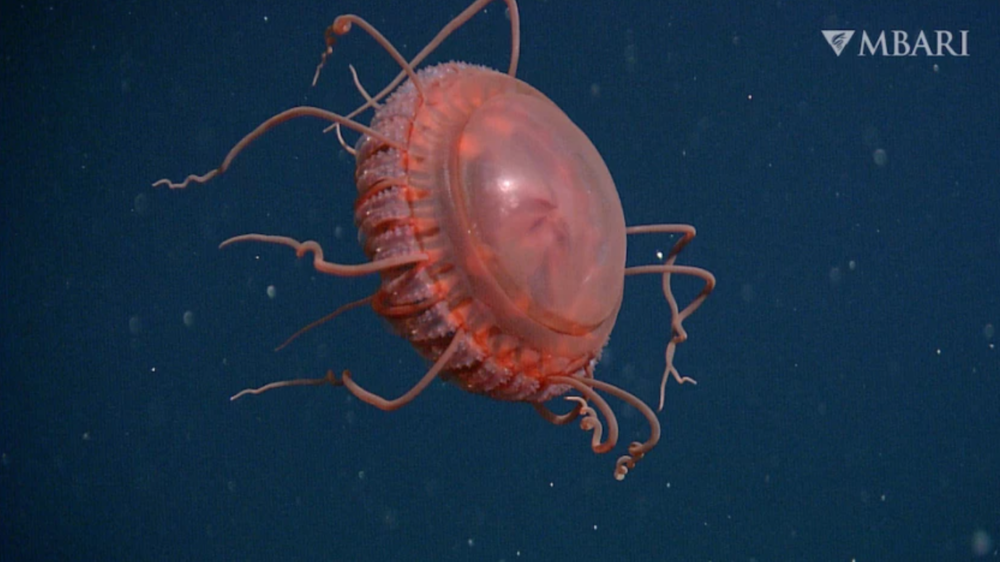 The blood-red creature lives in the ocean’s midnight zone. By
