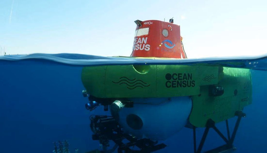 Eylül 2026’da, küresel deniz taksonomistlerinden oluşan bir grup, kurucu ortaklar Nippon