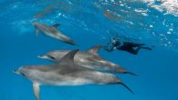 Year Dive Certified:1975 Age When Certified: 19 Dive Certification Level: Open Water Diver Words to Live By: “Never give up, never surrender.”—Galaxy Quest What has Denise Herzing learned in decades of close observation of two species of dolphins inhabiting a […]