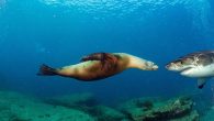 And it’s not just their remains. By Melissa Smith By observing scat and scars on leopard seals, scientists have concluded that these marine predators predate on another prominent ocean hunter — sharks. This is the first time researchers have been […]