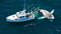 WHDH) — The Atlantic White Shark Conservancy on Tuesday shared photos of the largest shark ever to be tagged in the waters off Cape Cod. Curly, an 18-foot female white shark, was spotted feeding on a humpback whale carcass off […]