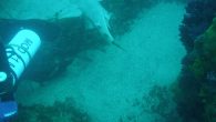 A member of the Zagreb Underwater Sports Association (Društvo za podvodne sportove Zagreb) has photographed a rare and protected species of shark, the Squatina squatina, on a dive in the Rivan Channel near the Croatian island of Ugljan. The Zagreb […]
