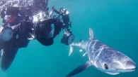 (Photo: Shark Trust) By Mark ‘Crowley’ Russell The Shark Trust has launched a new photography competition designed to celebrate the diversity and beauty of sharks, rays and skates, with photographs of egg cases and rarely-spotted chimaeras also welcome. From now […]