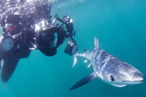 (Photo: Shark Trust) By Mark ‘Crowley’ Russell The Shark Trust