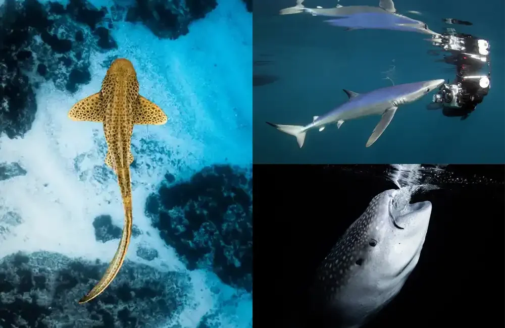 The Shark Trust has announced the winners of its 2025