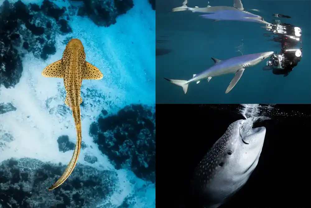 The Shark Trust has announced the winners of its 2025