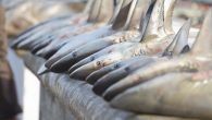The Maldives’ government announcement of discussions to legalise shark fishing for profit after an 11-year ban on the activity has resulted in international condemnation and an increasing backlash from the dive community threatening to boycott the country once lockdown is […]