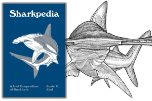 A pocket-size treat for shark lovers – a review of