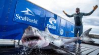 CHARLOTTE, N.C.—Great white sharks are known for racing past the Mid-Atlantic states to get someplace else, so experts pay attention in rare cases when one not only stops, but stays put. That’s happening now along the Virginia-North Carolina border with […]